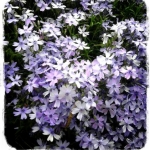 kurimonさんのプロフィール画像