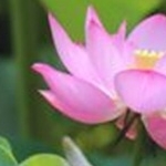 うさこさんのプロフィール画像