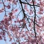 ぱんだみいやさんのプロフィール画像