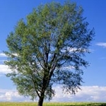 ひららさんのプロフィール画像