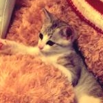 亜土さんのプロフィール画像