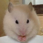 とっとこ0101さんのプロフィール画像