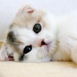 ネコどのさんのプロフィール画像