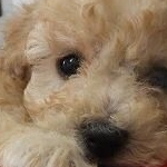 あぐぴーさんのプロフィール画像