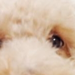 cat&dogさんのプロフィール画像