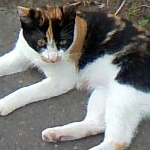 ハッシーさんのプロフィール画像