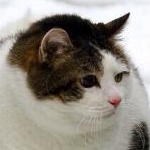 niboshiさんのプロフィール画像