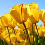 ぐらんちゃんさんのプロフィール画像