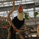 kokotanさんのプロフィール画像