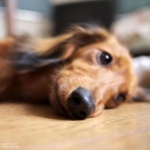 momomamaさんのプロフィール画像