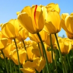 maanoさんのプロフィール画像