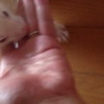 パンダさんのプロフィール画像