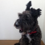 としかつさんのプロフィール画像