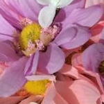 pooさんのプロフィール画像