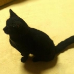 Cheshireさんのプロフィール画像