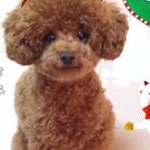 コブさんのプロフィール画像