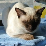 abechanさんのプロフィール画像