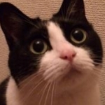 もおちゃんさんのプロフィール画像