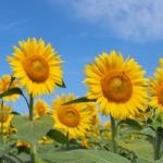 さくらさんのプロフィール画像