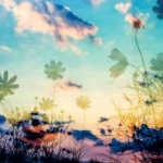 kurosibaさんのプロフィール画像