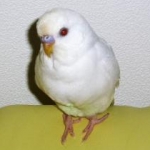 青山子さんのプロフィール画像