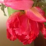 なおチキン@スキンケア命さんのプロフィール画像