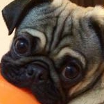 momotaburaさんのプロフィール画像