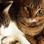 maiさんのプロフィール画像