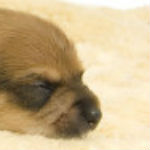 mafie76さんのプロフィール画像