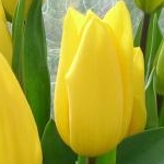 みぃさんのプロフィール画像