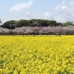 Anneさんのプロフィール画像