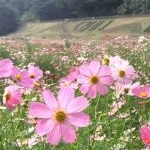 花さんのプロフィール画像