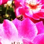 ななちさんのプロフィール画像