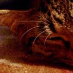 吉田ミヅキさんのプロフィール画像