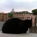 papikoさんのプロフィール画像