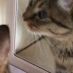 めろんさんのプロフィール画像