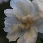 タヌさんのプロフィール画像