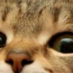 ちぶたさんのプロフィール画像