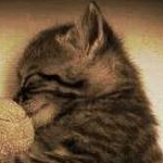 シマトロさんのプロフィール画像