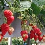 りのみさんのプロフィール画像