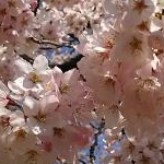 ちーこさんのプロフィール画像