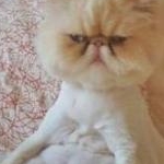 あるるさんのプロフィール画像