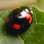 カクヘニソムス