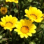 しまなみさんのプロフィール画像