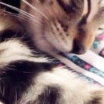 まゆたんさんのプロフィール画像