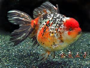 広島中さんのプロフィール画像