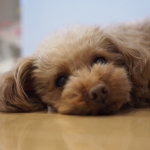 うさぴょん♪