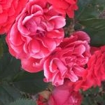 みゆさんのプロフィール画像