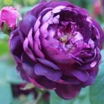 朝緒さんのプロフィール画像