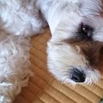 ソルトレイクさんのプロフィール画像